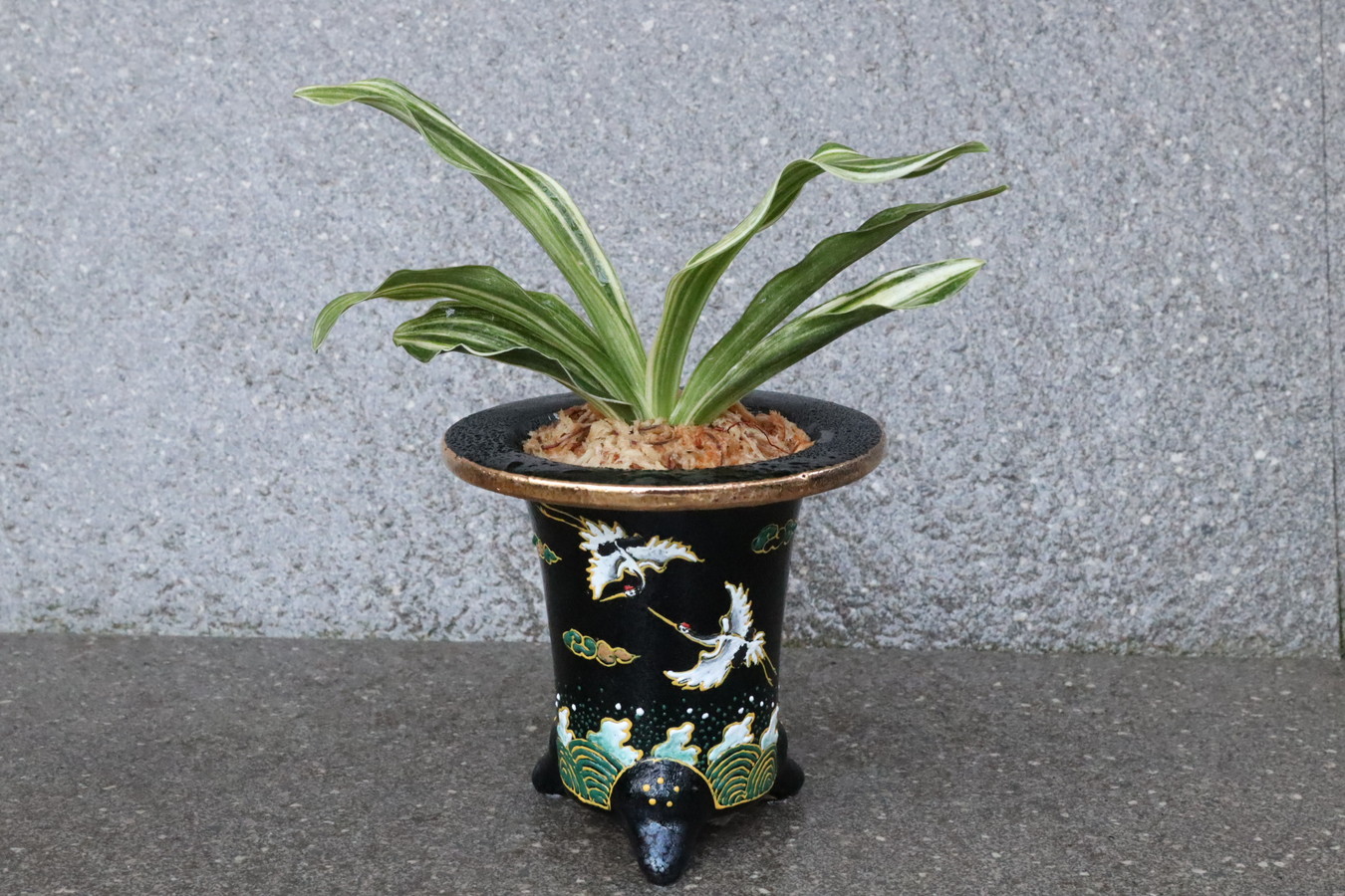 6951,【長寿、円満を願う波に鶴】出世実生(しゅっせみしよう)　 【はきずはきれ多い大特価】※春から秋は生長期なので姿は変わっていきます