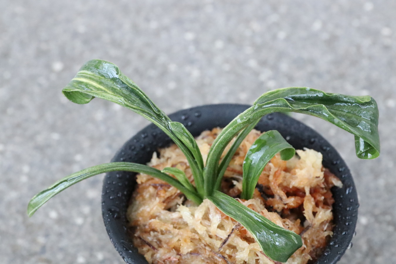 6573,浜千鳥(はまちどり)　獅子　縞・芸非常に良い【根少ない特価！はきずはきれ多い大特価！】※春から秋は生長期なので姿は変わっていきます