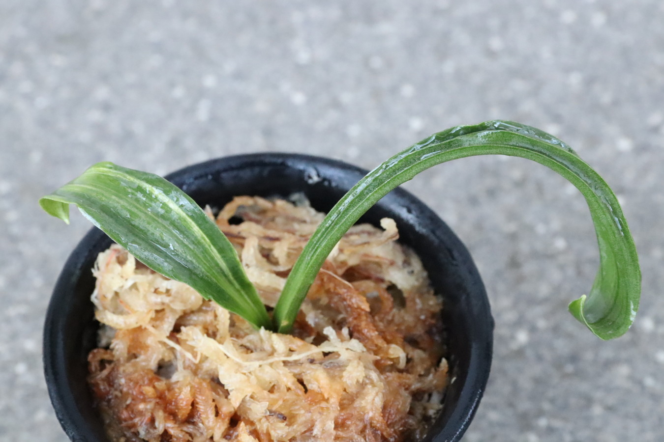 5358,浜千鳥(はまちどり)　獅子　縞　【根少ない特価！はきずはきれ多い大特価！】※春から秋は生長期なので姿は変わっていきます