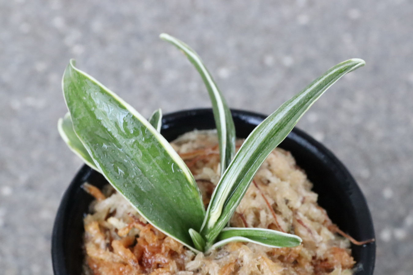 8077,聖源(せいげん)縞覆輪　現場覆輪？でそう　【覆輪深い系統！】【はきずはきれ多い大特価！】※春から秋は生長期なので姿は変わっていきます