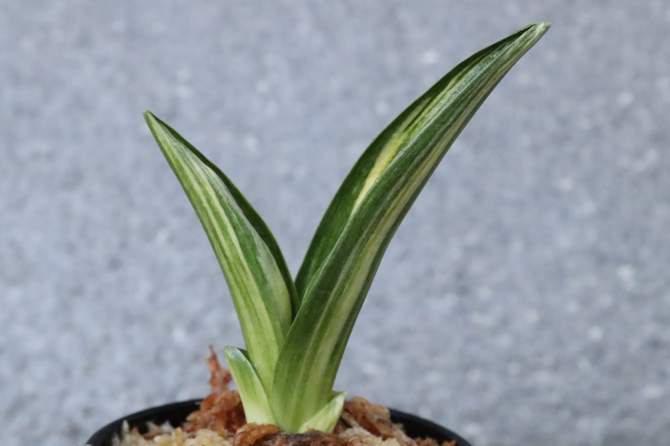 6331,BC級品整理品　sov羅紗実生　【はきずはきれ大特価】※春から秋は生長期なので姿は変わっていきます