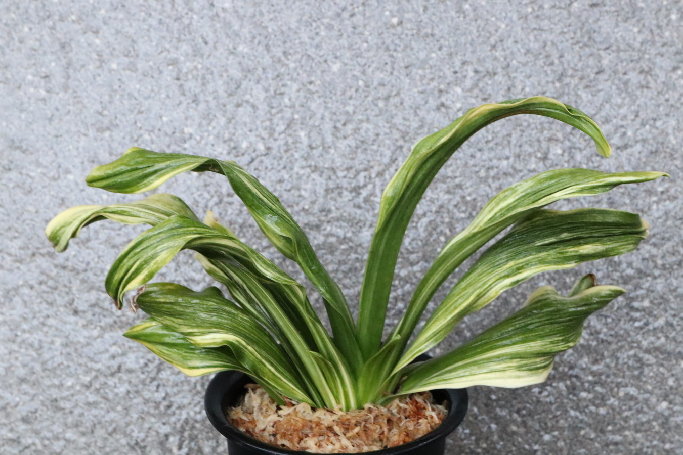 7169,太陽F1　数本物？数不明　【はきずはきれとても多い大特価！】※春から秋は生長期なので姿は変わっていきます