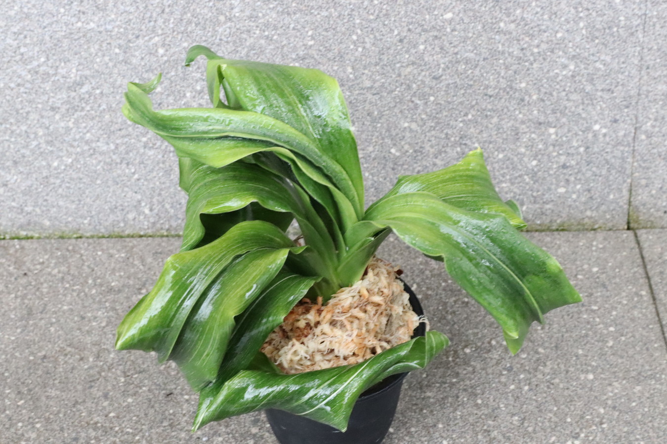 7117,金剛獅子×大宝　数不明　【根少ない特価！はきずはきれとても多い大特価！】※春から秋は生長期なので姿は変わっていきます