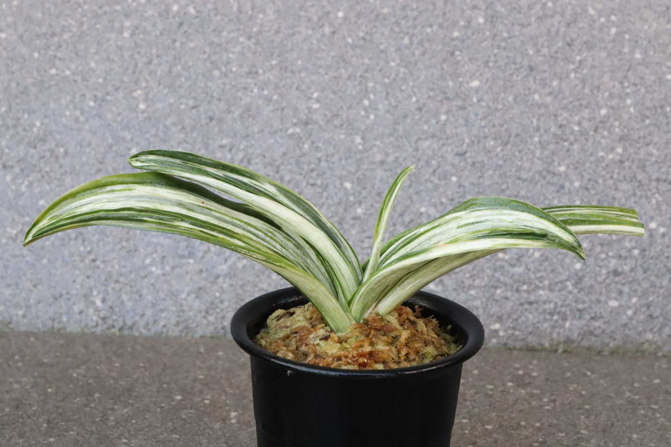 6154,整理品BC級品　千代田の松(ちよだのまつ)　【はきずはきれ大特価】※春から秋は生長期なので姿は変わっていきます