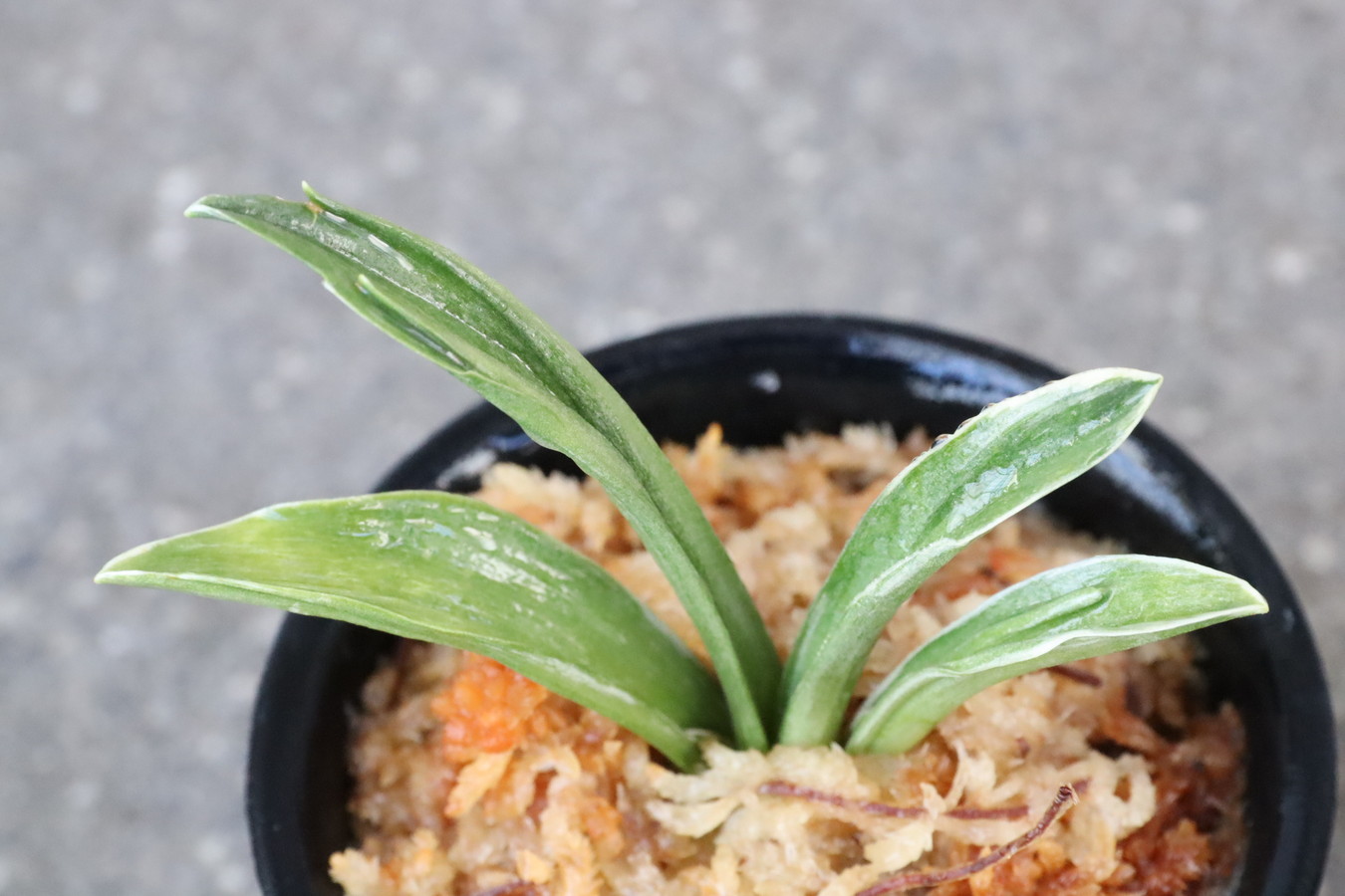 8272,富国錦(ふこくにしき)　覆輪深い　系統特上　【はきずはきれとても多い大特価！】※春から秋は生長期なので姿は変わっていきます