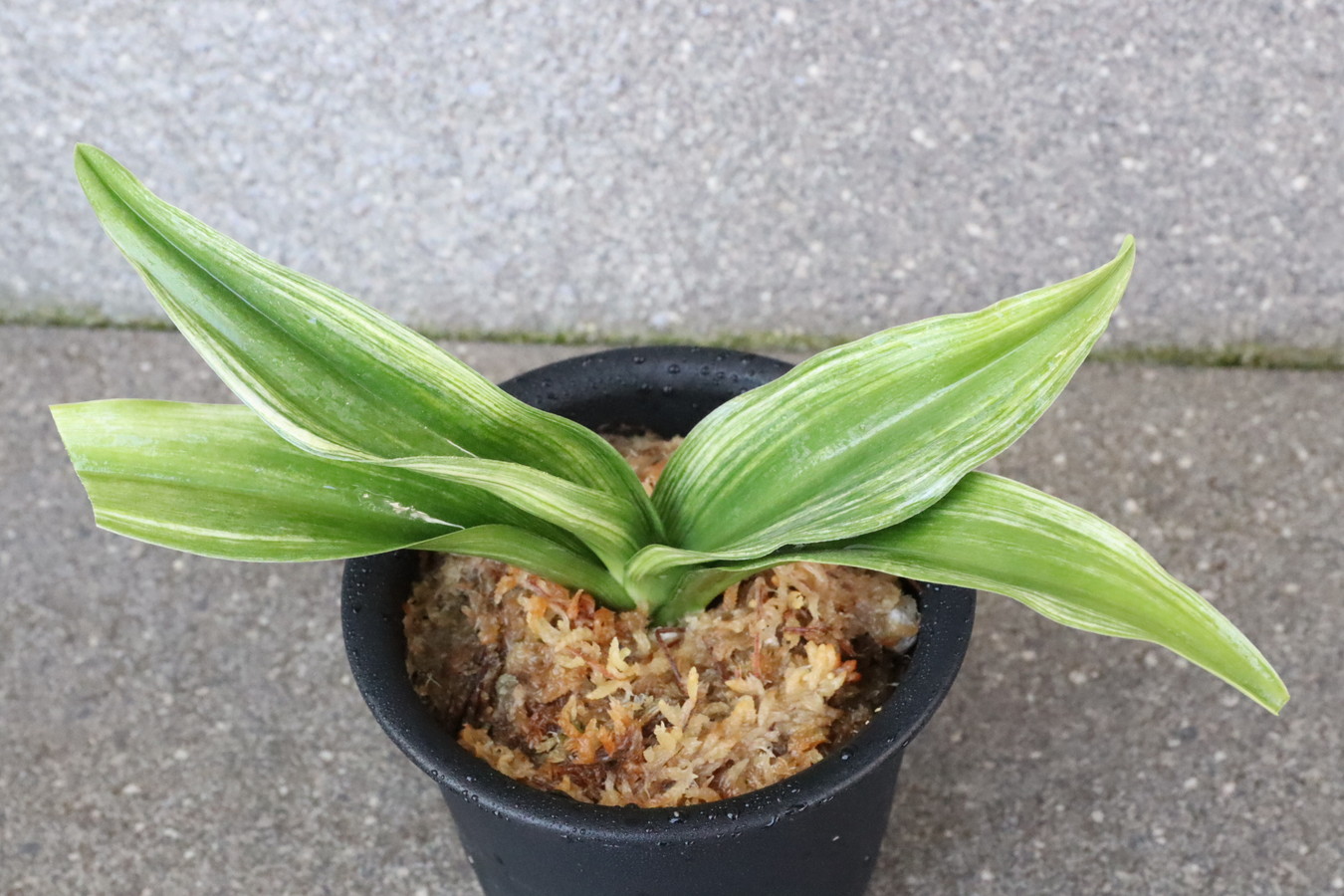 7152,砂子大勲(地域名、仮名)　【はきずはきれとても多い大特価！】※春から秋は生長期なので姿は変わっていきます　sov