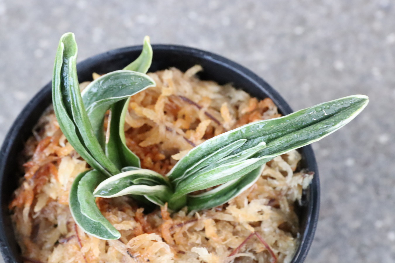 7083,音羽錦(おとわにしき)　希少種　【はきずはきれ多い大特価！！！】※春から秋は生長期なので姿は変わっていきます