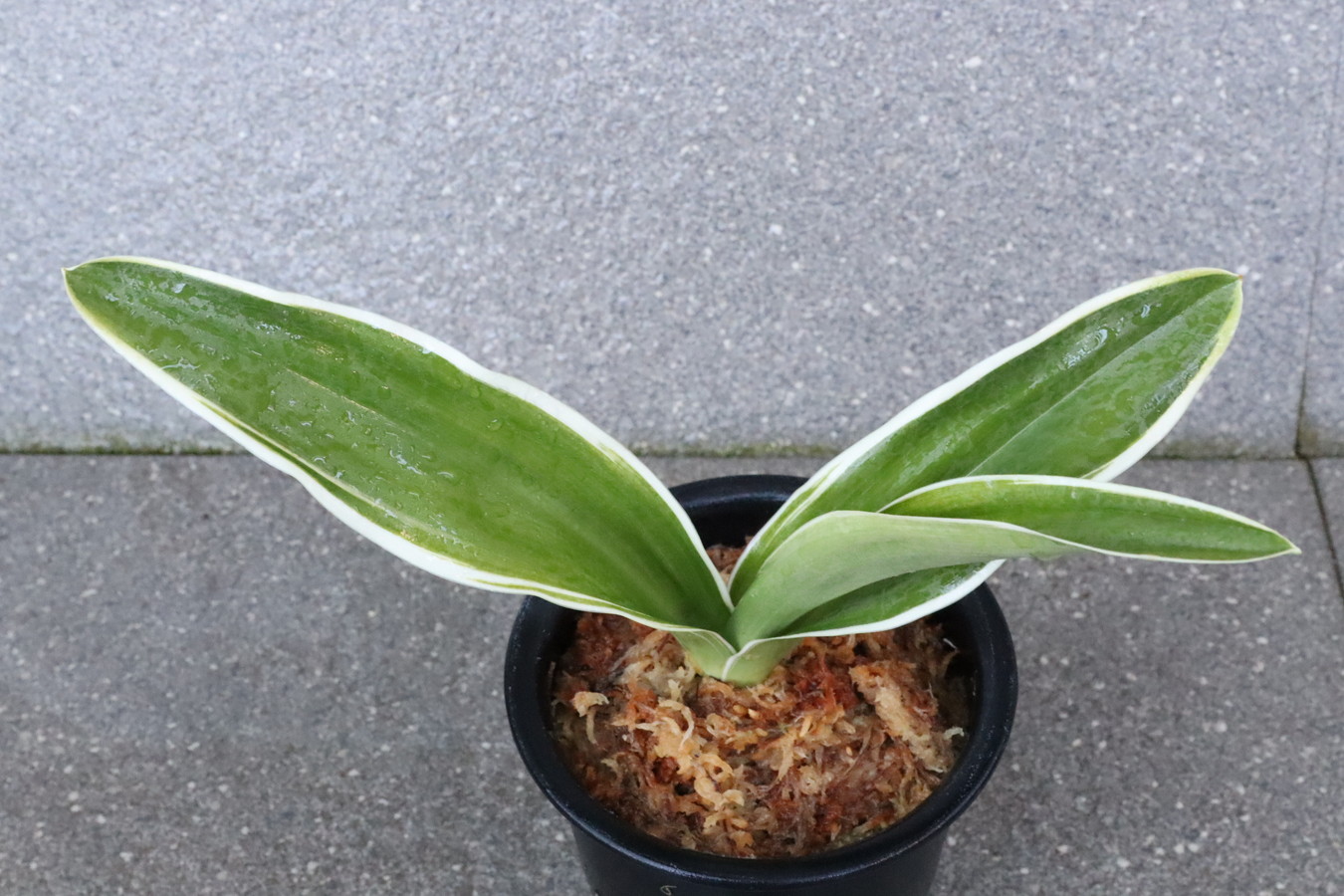 5485,整理品特価！寿晃(じゅこう)　【頭木特価！はきずはきれ多い大特価！】スパルタ作り！