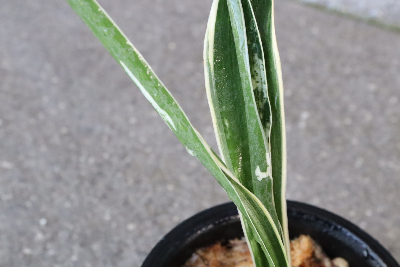 7148,長寿楽の図（ちょうじゅらくのず）希少！　珍品　図性最上！　【根非常に少ない特価！はきずはきれ多い大特価】※春から秋は生長期なので姿は変わっていきます