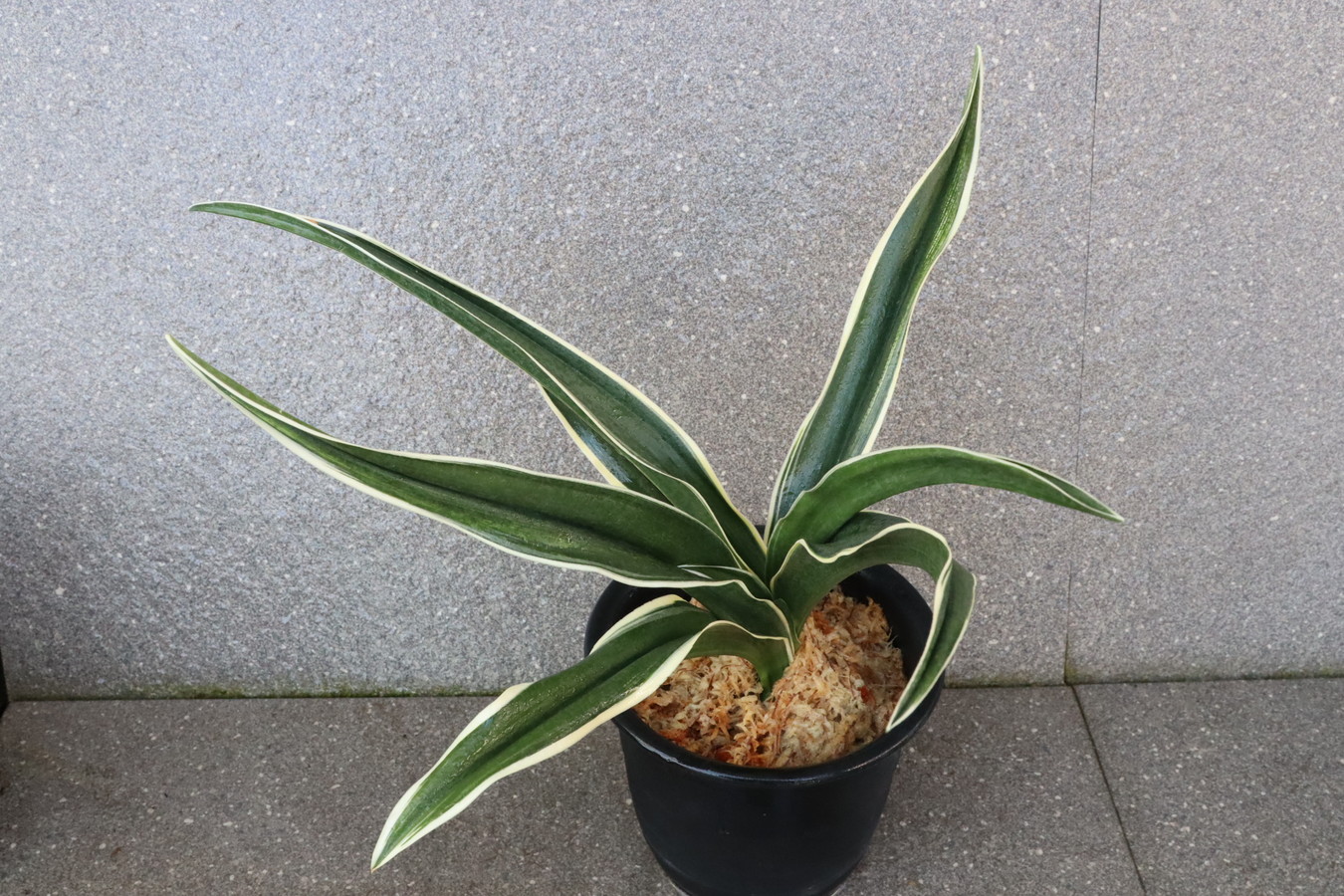 7159, おどり鶴　縞覆輪　金龍閣と見まがう芸みせる　薄縞魅力あり！【はきずはきれ非常に多い大特価！】※春から秋は生長期なので姿は変わっていきます