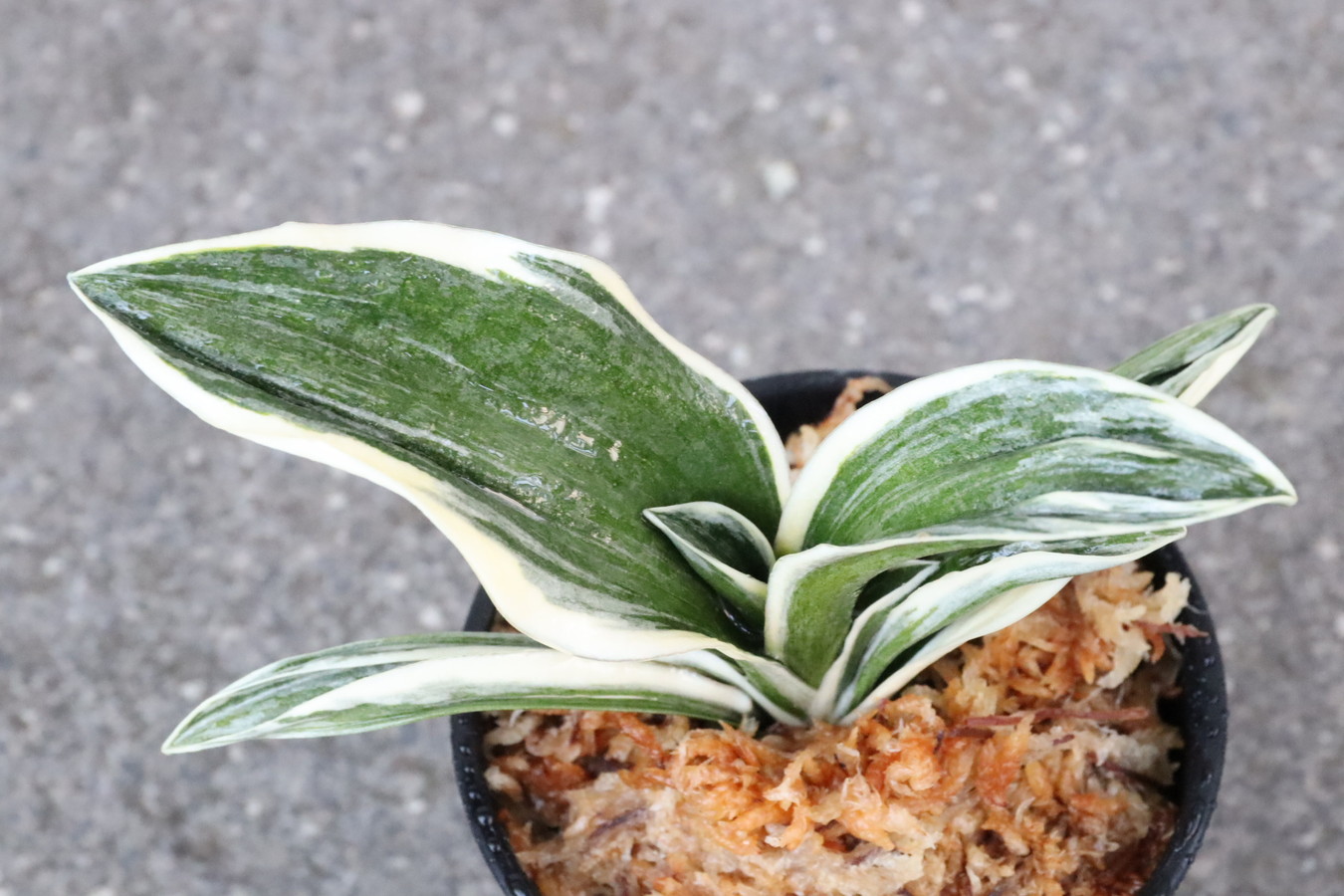 6850,八紘錦(はっこうにしき)　【頭木特価！はきずはきれ多い大特価！】※春から秋は生長期なので姿は変わっていきます