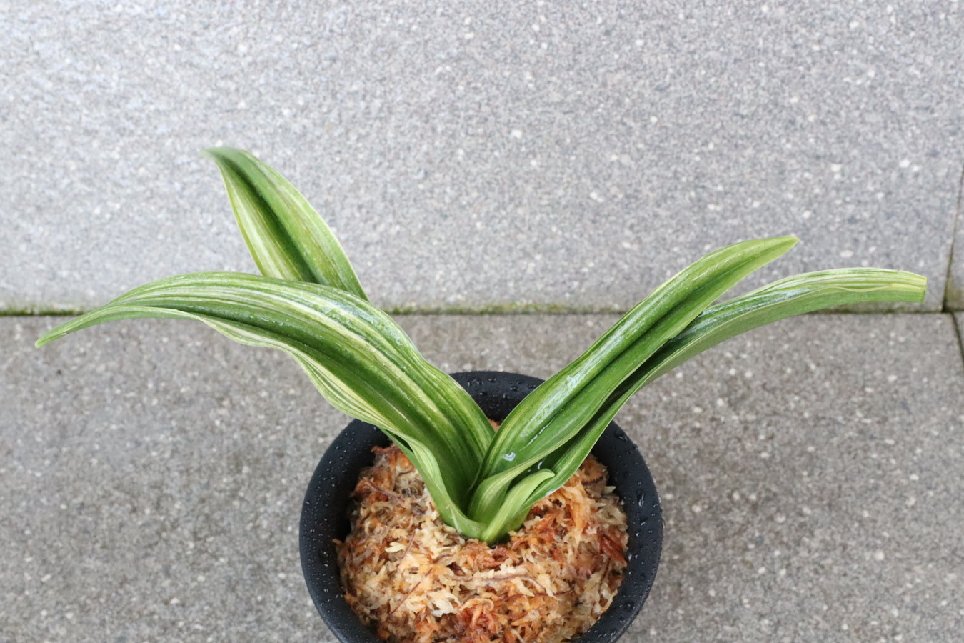 7338,砂子大勲(地域名、仮名)　【はきずはきれとても多い大特価！】※春から秋は生長期なので姿は変わっていきます