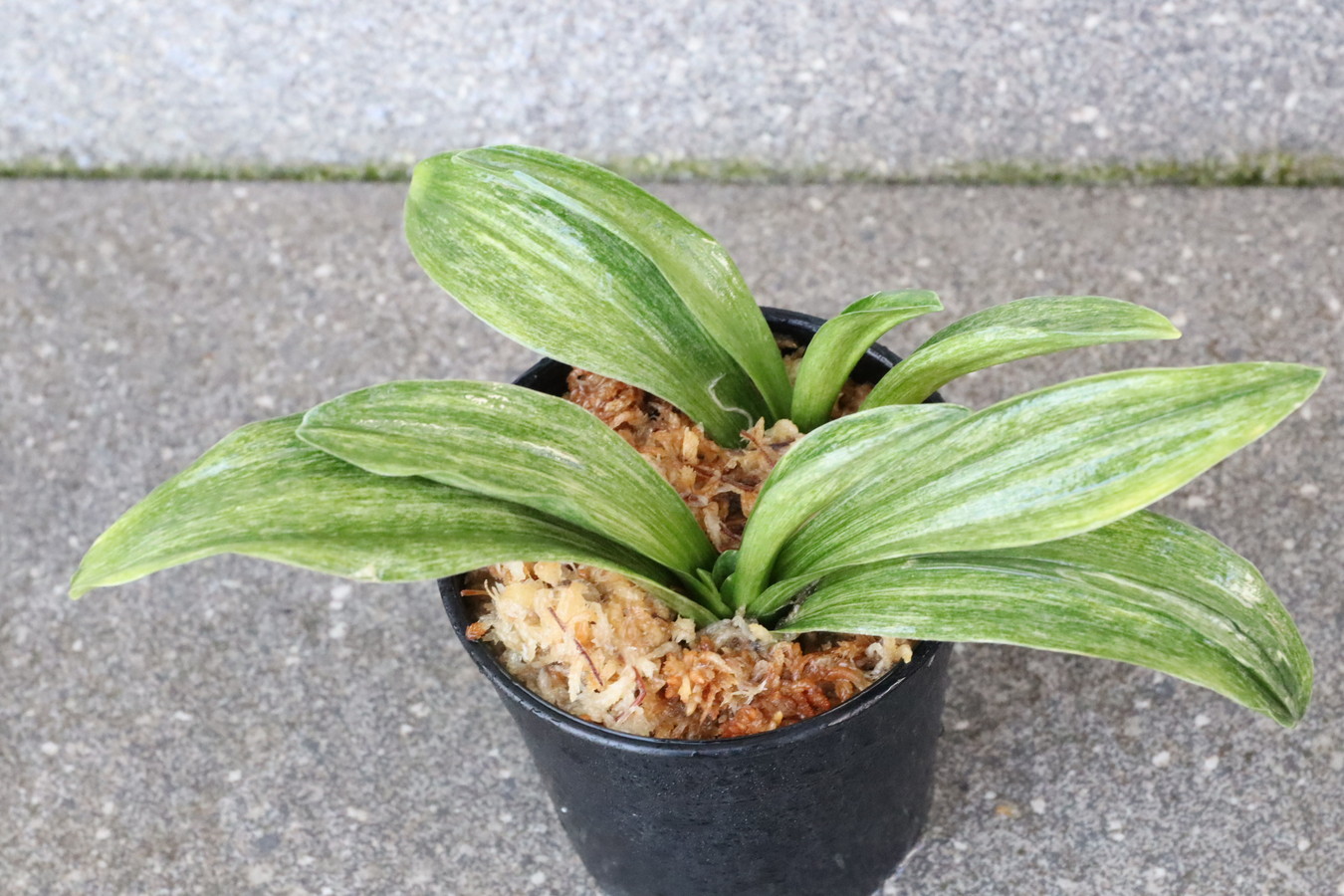 7161,整理品BC級品　胡麻羅紗　希少　【はきずはきれ大特価】※春から秋は生長期なので姿は変わっていきます