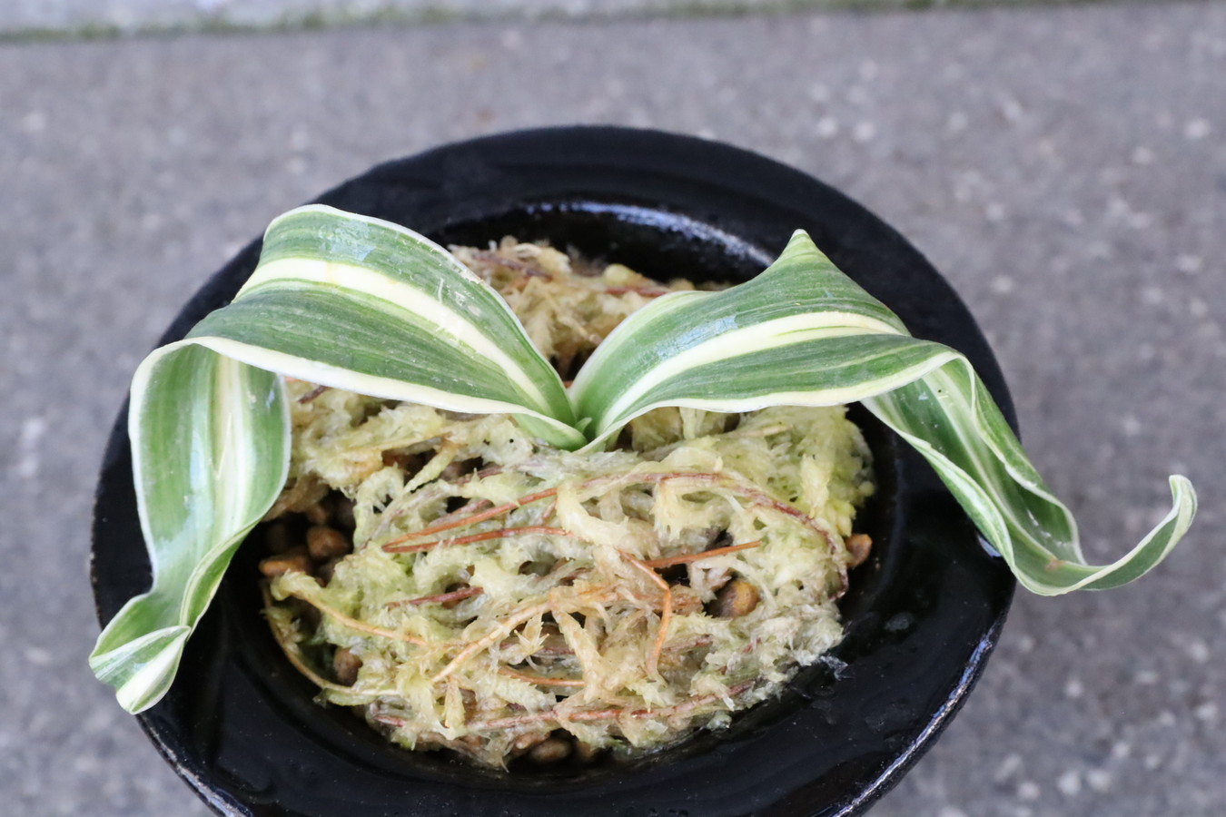 5320,縞獅子龍のり　特上縞　縞覆輪？　特上芸でそう【はきずはきれ多い特価！】※春から秋は生長期なので姿は変わっていきます