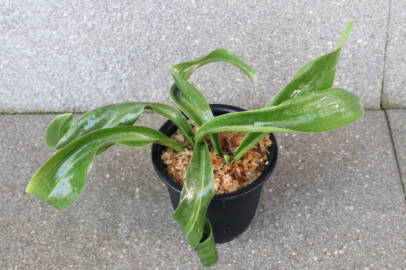 6317,整理品BC級品　縞獅子(しまじし)　縞　【はきずはきれ多い大特価！】　※春から秋は生長期なので姿は変わっていきます