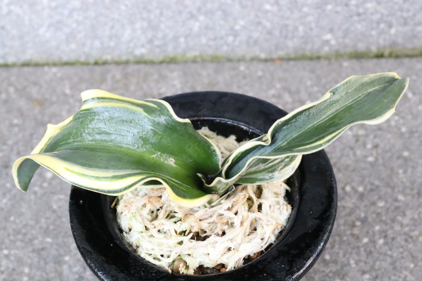 7163,麒麟冠(きりんかん)　元錦麒麟　現場覆輪のみ？？！　【はきずはきれ多い大特価】　※春から秋は生長期なので姿は変わっていきます