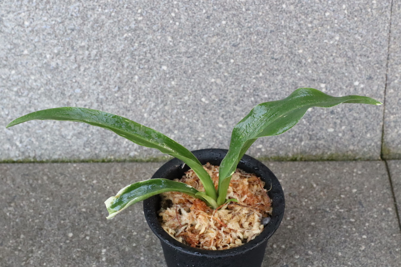 5786,水菜虎(みずなどら)　江戸萬年青　【はきずはきれ非常に多い大特価】白牡丹(はくぼたん)※春から秋は生長期なので姿は変わっていきます