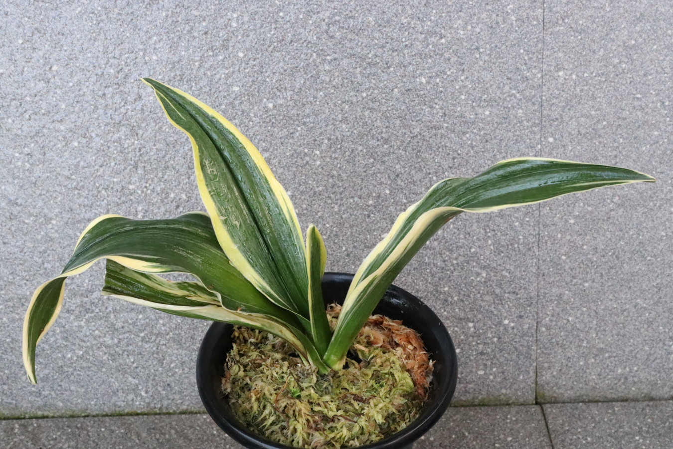 7192,整理品特価！　華宝(かほう)　老木芋長い特価！【はきずはきれ多い大特価！！！】※春から秋は生長期なので姿は変わっていきます