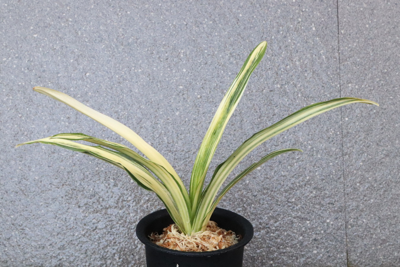 6648,BC級品整理品　縞甲竜　実親は万年青の天下がとれる【はきずはきれ特価！】　※春から秋は生長期なので姿は変わっていきます sov