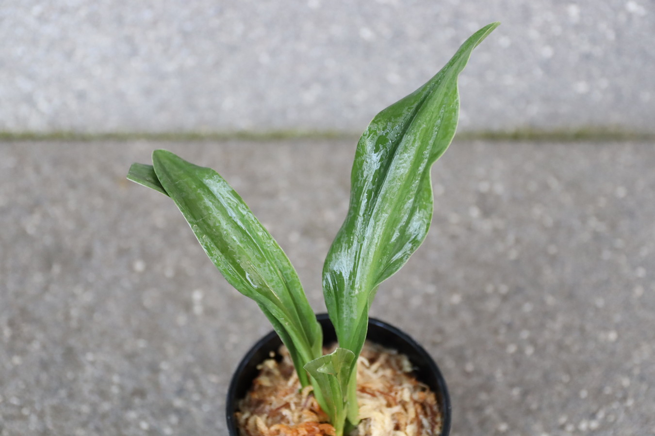 7164,整理品BC級品　逆鉾実生　【はきずはきれ大特価】※春から秋は生長期なので姿は変わっていきます