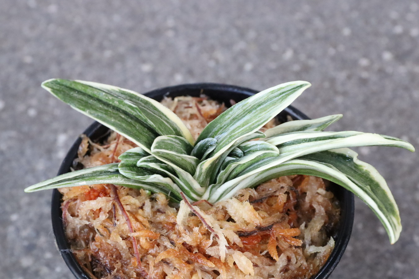 5886,琴実生　【はきずはきれ多い特価！】※春から秋は生長期なので姿は変わっていきます