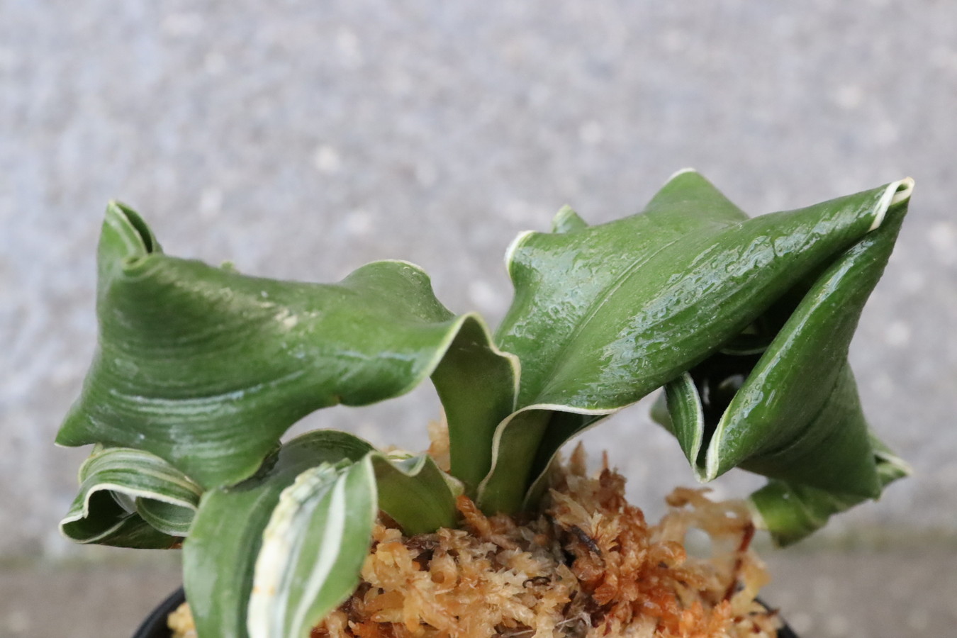 7056,海龍獅子(かいりゅうじし)　海竜獅子　【はきずはきれ非常に多い大特価！】　※春から秋は生長期なので姿は変わっていきます