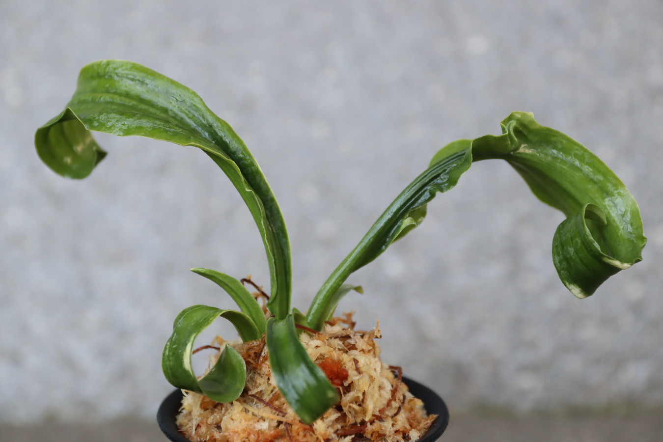 7412,整理品BC級品　聖天の舞×羅紗獅子　獅子　数不明【はきずはきれ大特価！】※春から秋は生長期なので姿は変わっていきます