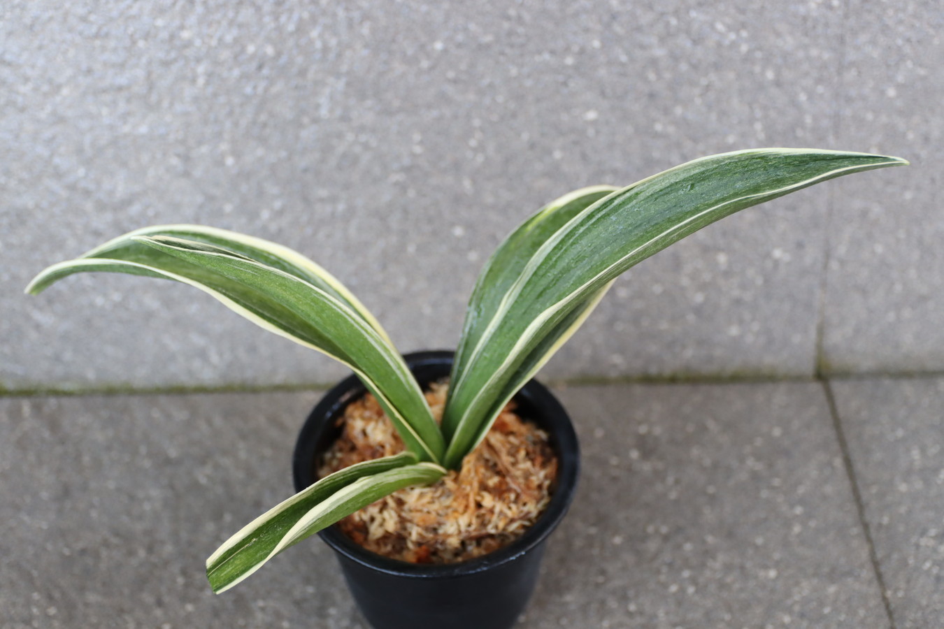 7492,BC級品整理品　大葉羅紗　【はきずはきれとても多い大特価！】※春から秋は生長期なので姿は変わっていきます