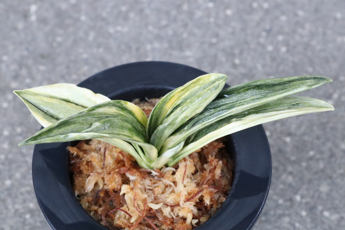 6617,豊大宝×V　2本物？数本物？　【はきずはきれ多い大特価！】※春から秋は生長期なので姿は変わっていきます