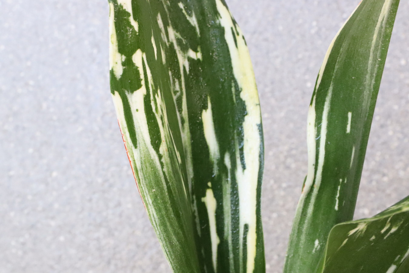 5712,片貝残雪(かたかいざんせつ)　図性特級【はきずはきれ非常に多い特価！】※春から秋は生長期なので姿は変わっていきます