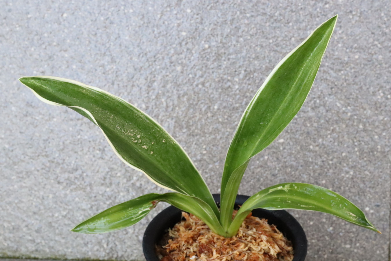 5700,整理品特価！　銀河（ぎんが）縞ぬけたか？　【はきずはきれ非常に多い大特価！】※春から秋は生長期なので姿は変わっていきます