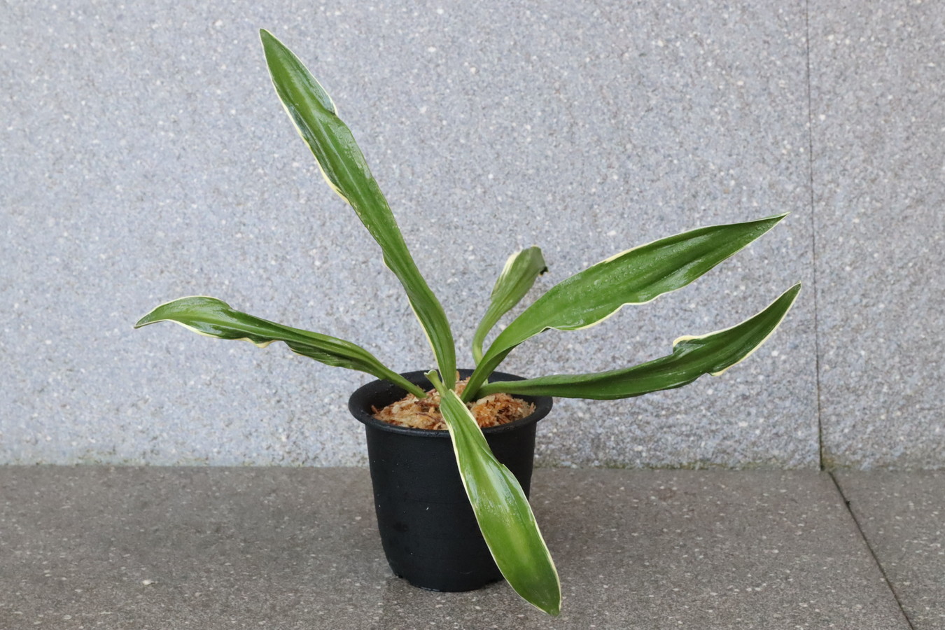 6724,逆鉾(さかほこ)　江戸？現場覆輪　元初笑い？縞戻る？　珍奇希少特価　【はきずはきれ多い大特価！】※春から秋は生長期なので姿は変わっていきますtk