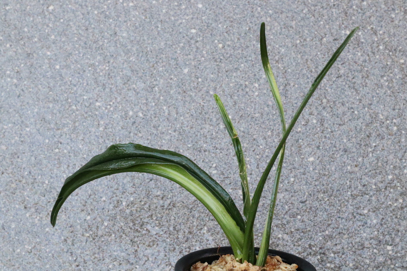 7155,珍奇長寿　来歴、数不明　【はきずはきれとても多い特価！】※春から秋は生長期なので姿は変わっていきます