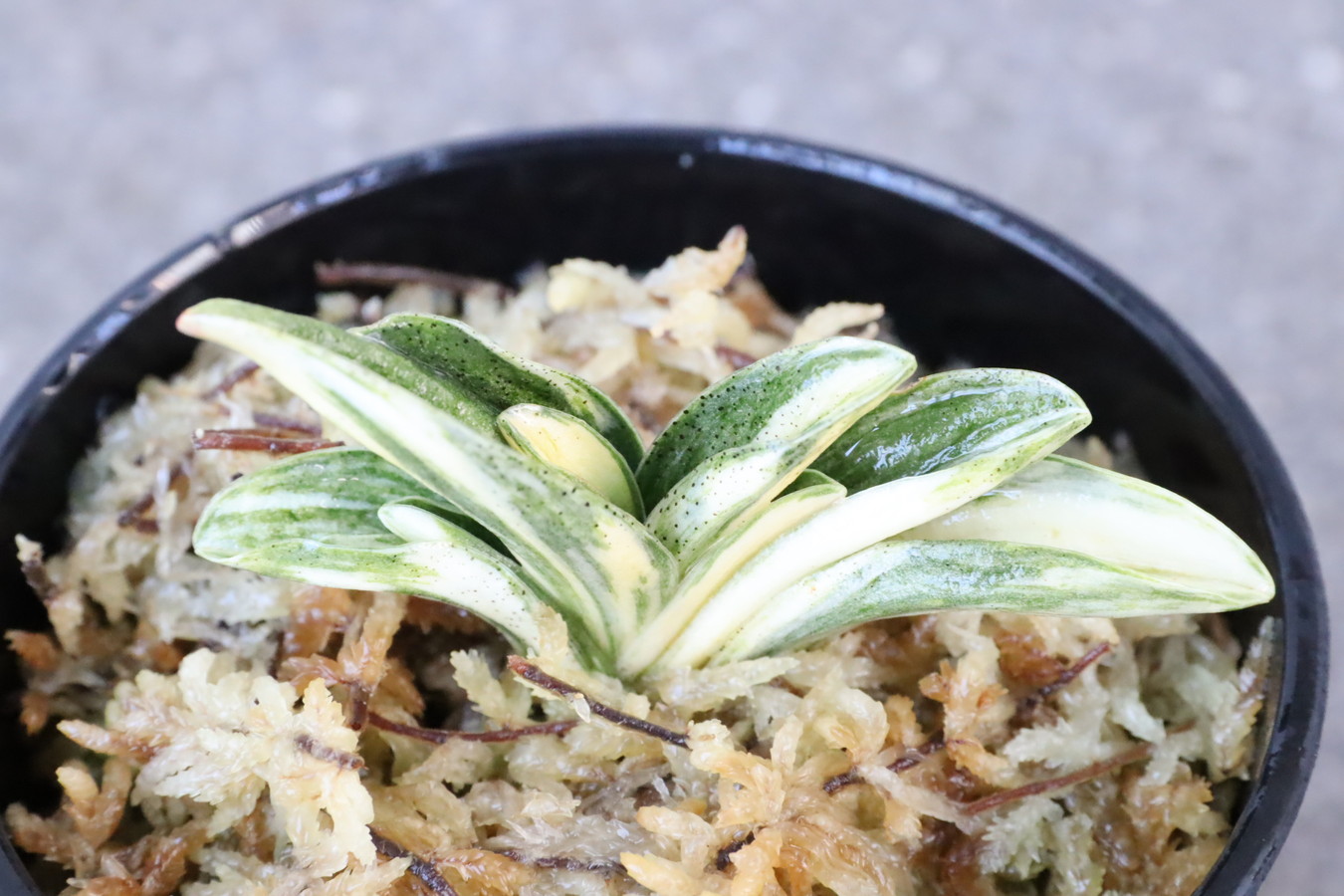 5291,兜山　縞？デモ気？特上縞！【はきずはきれとても多い大特価！！】※春から秋は生長期なので姿は変わっていきます