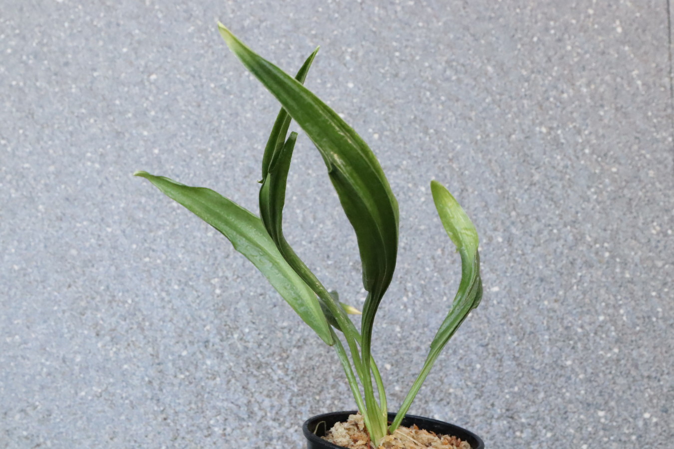 7154,BC級品整理品　龍鉾実生　数不明　【はきずはきれ大特価】※春から秋は生長期なので姿は変わっていきます