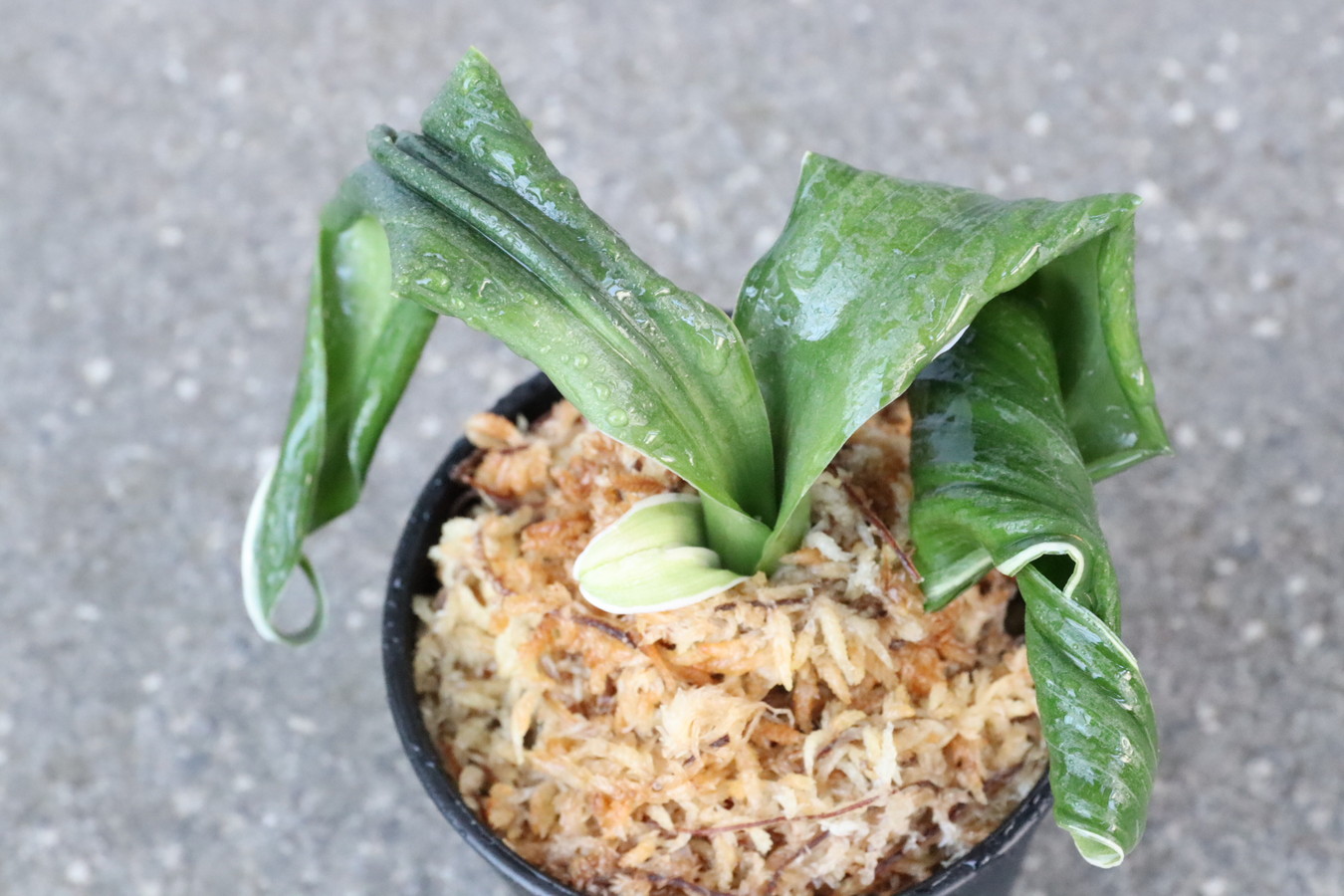 6260,仙寿の舞(せんじゅのまい)　現場覆輪　獅子　勢いある【はきずはきれ多い大特価！】※春から秋は生長期なので姿は変わっていきます