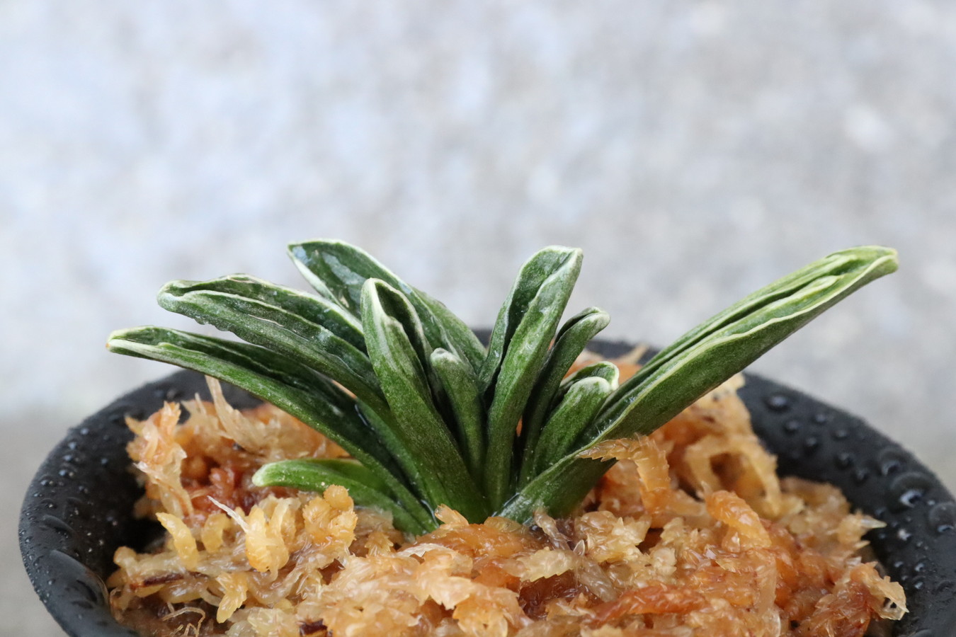 6955,小波(さざなみ)　芸特に良し　【老木特価！はきずはきれ大特価！】※春から秋は生長期なので姿は変わっていきます