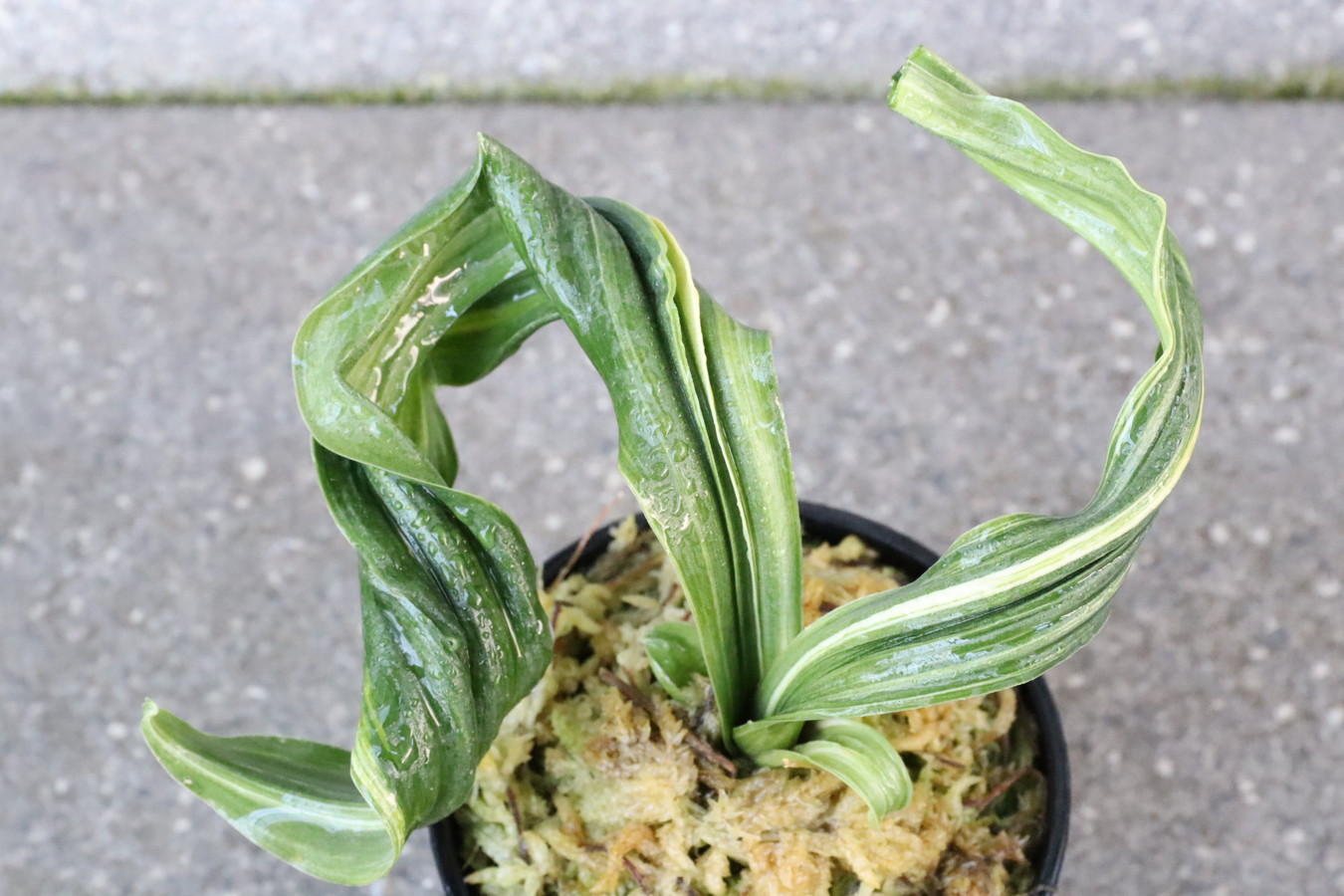 6131,鶴麒麟(つるきりん)　獅子　【はきずはきれ多い大特価】※春から秋は生長期なので姿は変わっていきます