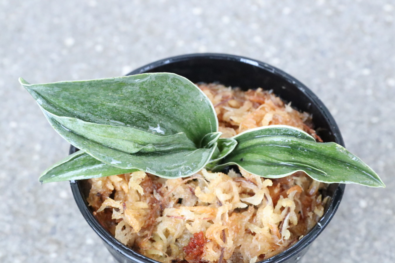 8258,嶺雲(りょううん)　【根少ない特価！はきずはきれ多い大特価！】※春から秋は生長期なので姿は変わっていきます