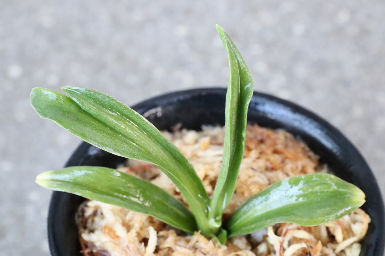 6939,太陽×V　1本物　薄縞？青？【はきずはきれ多い大特価】※春から秋は生長期なので姿は変わっていきます