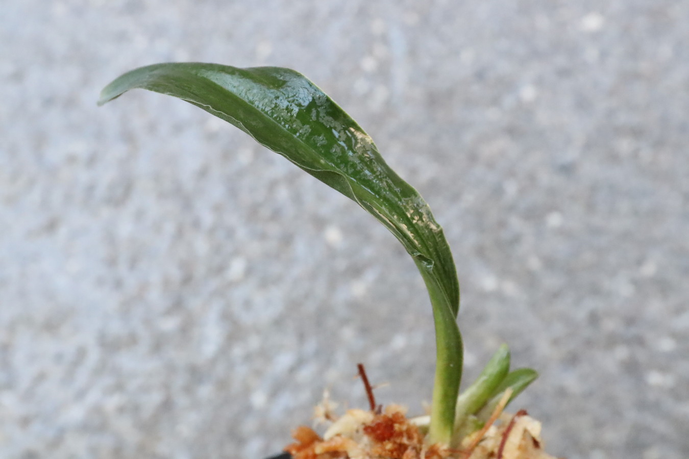 5929,聖天の舞×笑福獅子　数本物？　【はきずはきれ大特価】※春から秋は生長期なので姿は変わっていきますtk