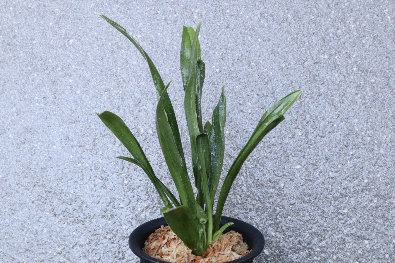 5784,　龍鉾実生　数不明　【はきずはきれとても多い大特価！！！】※春から秋は生長期なので姿は変わっていきます