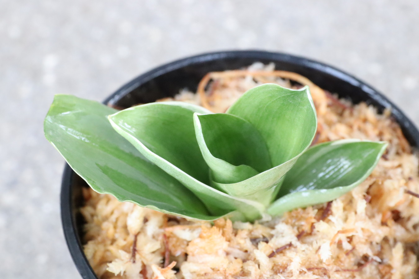 6908,江戸　福包(ふくづつみ)　【根少ない整理品特価！はきずはきれとても多い大特価！】※春から秋は生長期なので姿は変わっていきます