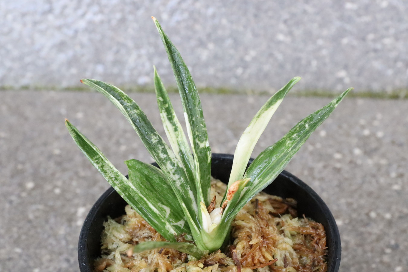 6179,玉雀(たますずめ)の図　楽しみな特上株　目の覚めるような図！図性最上！どんどん殖えそう　【はきずはきれ多い大特価】※春から秋は生長期なので姿は変わっていきます