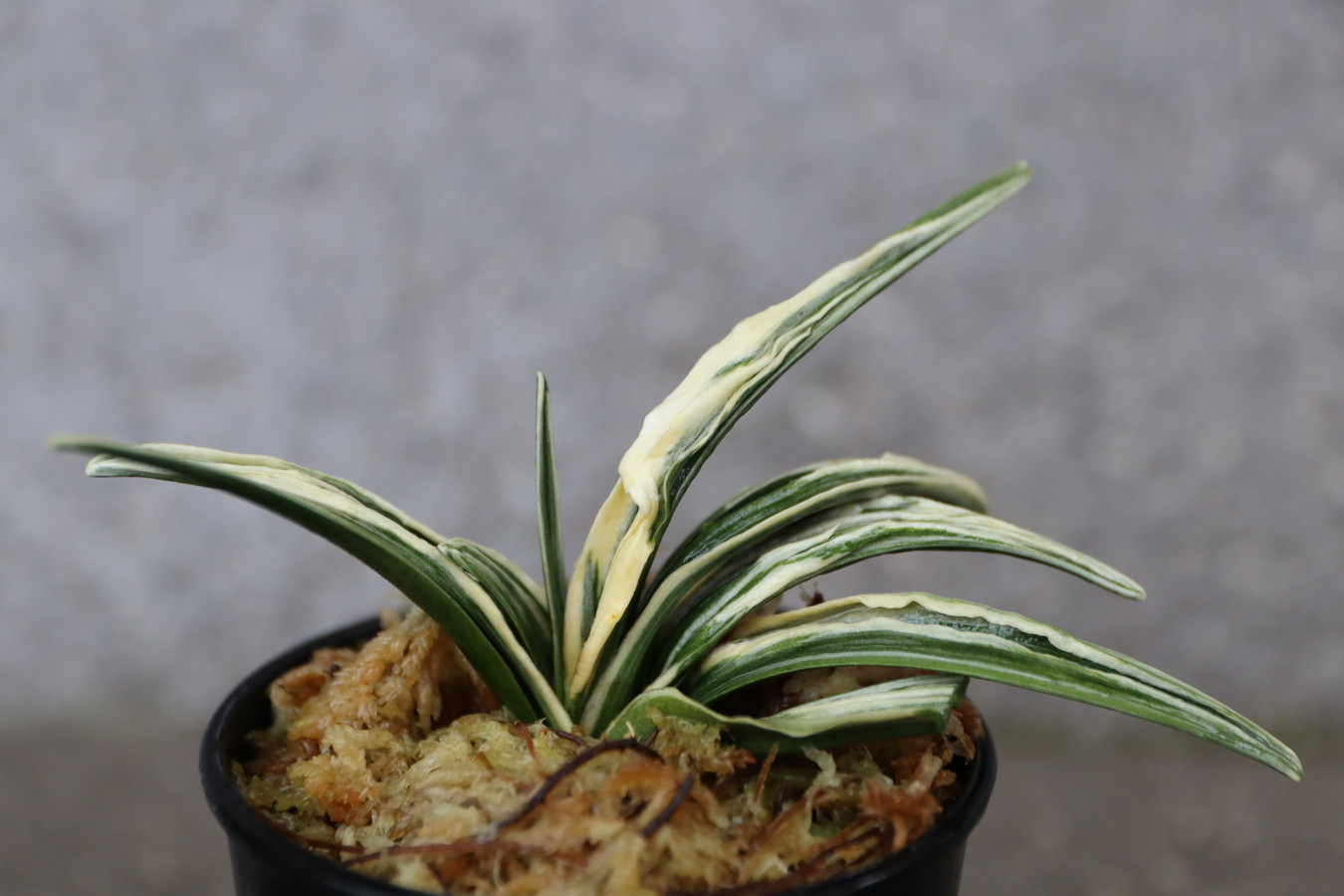 7175,整理品BC級品　月桂冠(げっけいかん)　【はきずはきれとても多い特価！】※春から秋は生長期なので姿は変わっていきます