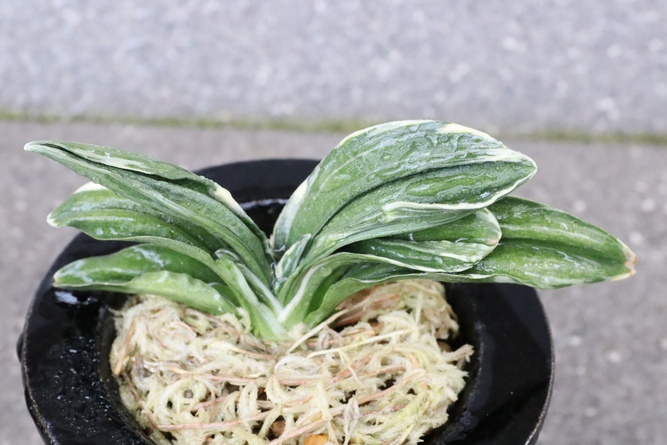 7153,力和(りきわ)　葉数多く、覆輪深い全国大会狙える系統　【はきずはきれ多い特価！】※春から秋は生長期なので姿は変わっていきます