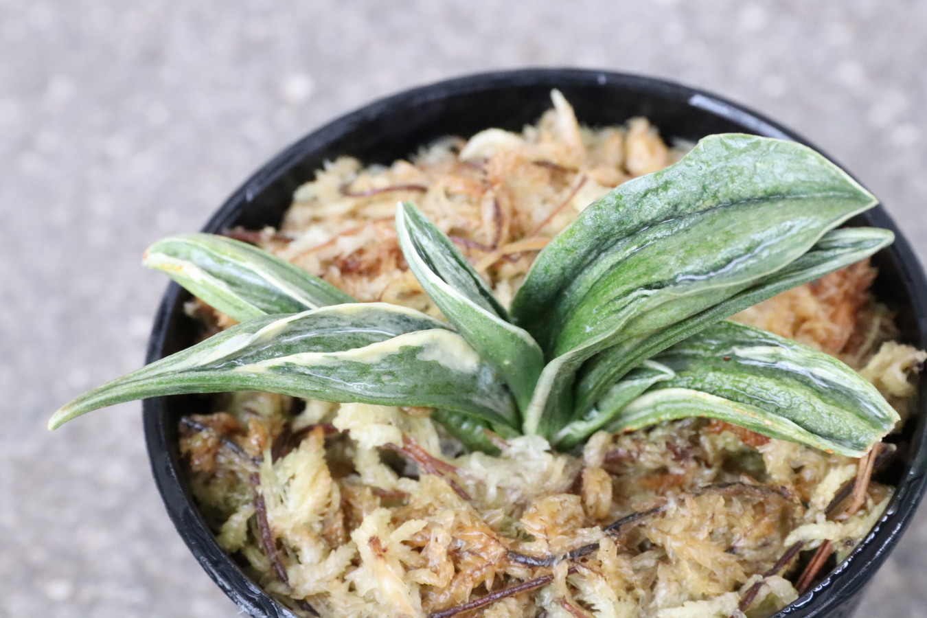 6749,瑞泉(ずいせん)  特上覆輪系統　鸞山思わせる姿見せる【はきずはきれとても多い大特価！！！！】※春から秋は生長期なので姿は変わっていきます