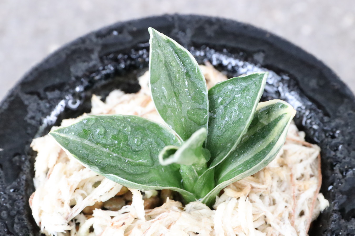 8177,珠宝(しゅほう)　芋吹き特価！　【はきずはきれ多い大特価！】※春から秋は生長期なので姿は変わっていきます