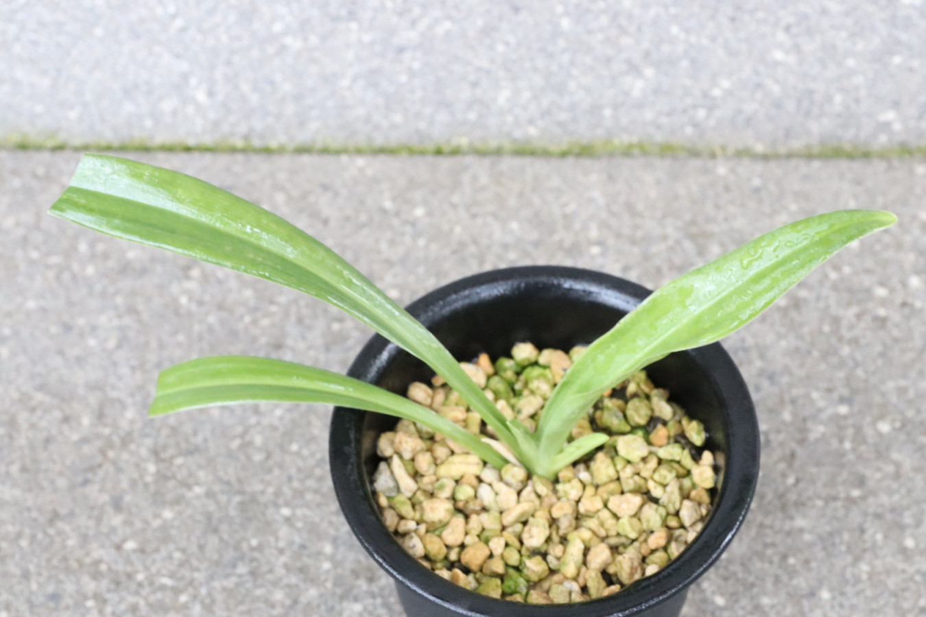 8452,黄金実生　【はきずはきれ多い大特価！】※春から秋は生長期なので姿は変わっていきます