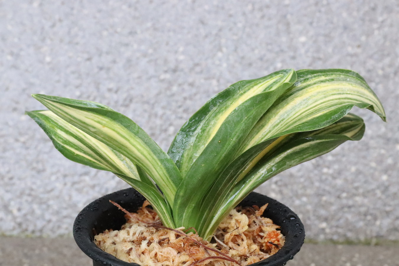 7259,錦麒麟×豊大宝　数不明　縞非常に良い！実生は万年青の天下が取れる！【はきずはきれとても多い大特価】※春から秋は生長期なので姿は変わっていきます sov